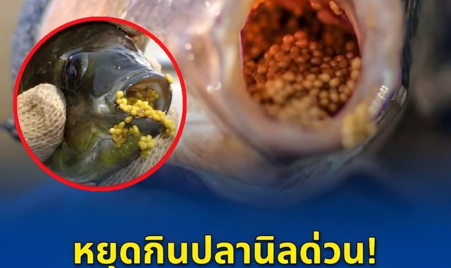 หยุดกินปลานิลด่วน! ผู้เชี่ยวชาญชี้ชัด 4 เหตุผลที่หลายคนฟังแล้วอึ้ง…ดูเพิ่มเติม…